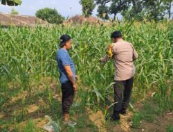 Bhabinkamtibmas Polsek Rembang Pantau Lahan Jagung Warga Dukung Asta Cita Ketahanan Pangan
