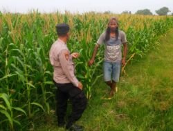 Pastikan Program Ketahanan Pangan Berjalan, Polsek Prambon Turun Langsung Pantau Lahan Jagung Desa Bulang