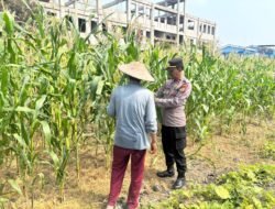 Polsek Sedati Dorong Ketahanan Pangan, Cek Lahan Jagung di Desa Betro
