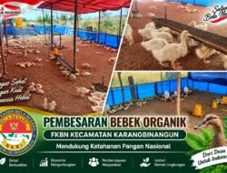 Manfaatkan Lahan Tidur, FKBN Karangbinangun Dorong Pembesaran Bebek Organik Dukung Ketahanan Pangan Nasional