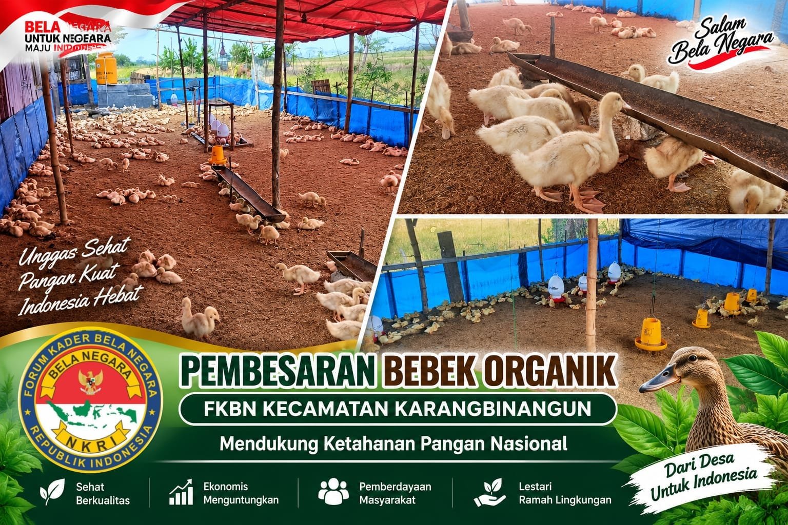 Manfaatkan Lahan Tidur, FKBN Karangbinangun Dorong Pembesaran Bebek Organik Dukung Ketahanan Pangan Nasional.