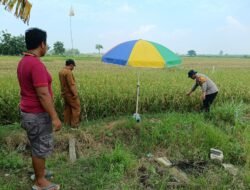 Polisi bersama Petani Pantau Pertumbuhan Jagung di Sumokembangsri Balongbendo