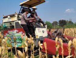 Polsek Taman Bersama Petani Panen 13 Ton Jagung, Dongkrak Upaya Ketahanan Pangan