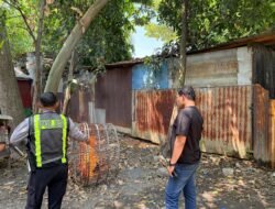 Polsek Taman Respon Cepat Aduan Warga Dugaan Judi Sabung Ayam di Sambibulu